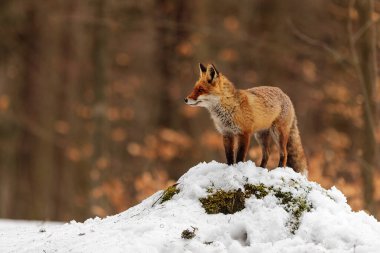 Kızıl tilki, Vulpes vulpes, çölde karda yürüyor.