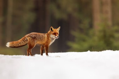 Kızıl tilki, Vulpes vulpes, çölde karda yürüyor.