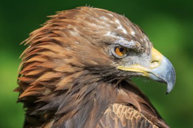 Altın kartal, yakın plan, bulanık arkaplan.