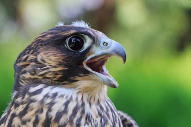 Saker Falcon, yakın plan portre