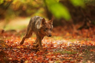 Avrasya kurdu sonbahar ormanlarında yetişmiş.