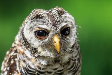 Ufous-legs baykuş portresi