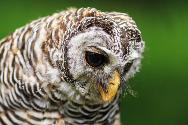 Ufous-legs baykuş portresi