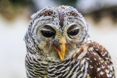 Ufous-legs baykuş portresi