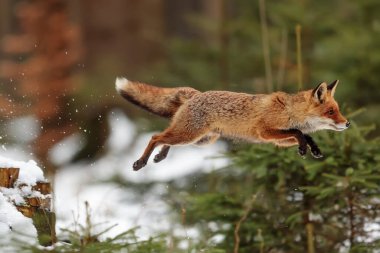 Kızıl tilki, Vulpes vulpes, çölde karda yürüyor.