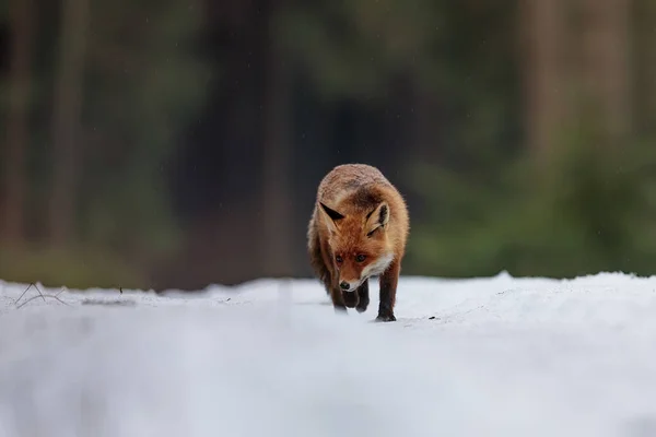 Rotfuchs Vulpes Vulpes Läuft Schnee Der Wildnis — Stockfoto