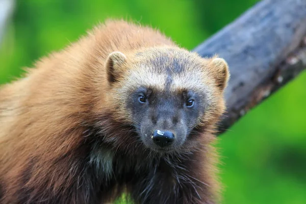 Potret Wolverine Pada Alam Liar — Stok Foto