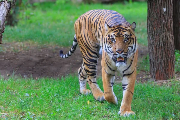 Porträtt Vuxen Tiger Djurpark Dagtid — Stockfoto