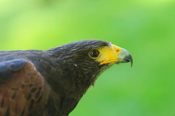 Golden Eagle Detailní Záběr Rozmazaným Pozadím — Stock fotografie