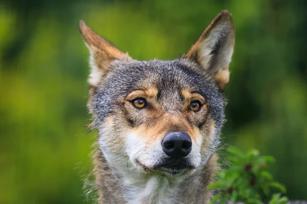 Portret Van Een Wolf Wandelend Het Bos — Stockfoto