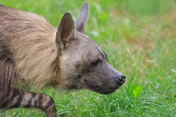 Bruin Hyena Portret Bij Wilde Natuur Overdag — Stockfoto