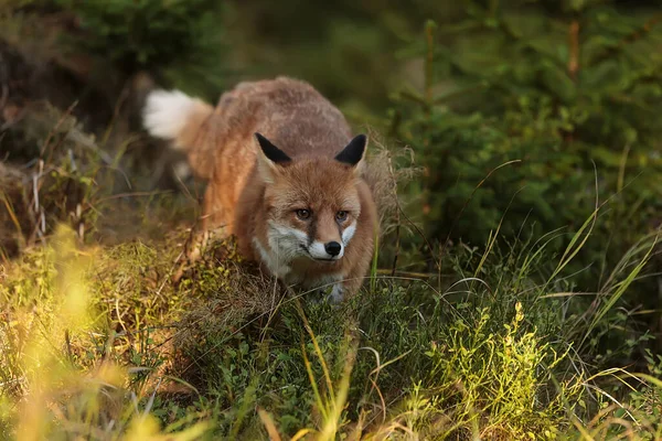 Red Fox Forest Daytime — Stock fotografie