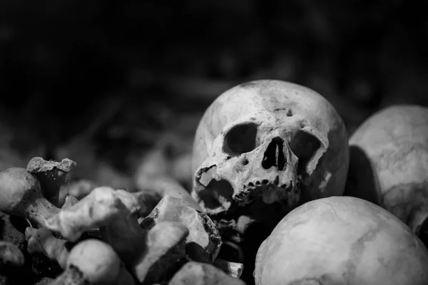 Felhalmozott Csontok Koponyák — Stock Fotó