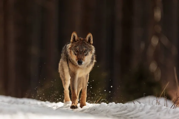 Lobo Gris Canis Lupus Retrato Bosque Invierno Durante Día —  Fotos de Stock