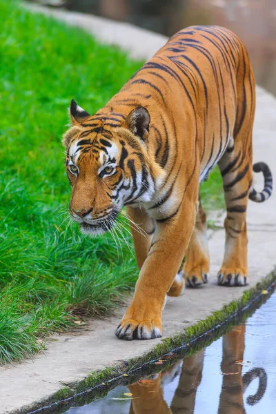 Portret Van Volwassen Tijger Dierentuin Overdag — Stockfoto