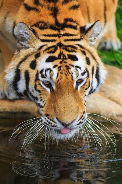 Детальный Снимок Взрослого Тигра — стоковое фото