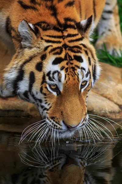 Tiro Detalhado Tigre Adulto — Fotografia de Stock