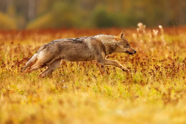 Lobo Euroasiático Está Corriendo Prado Naturaleza — Foto de Stock