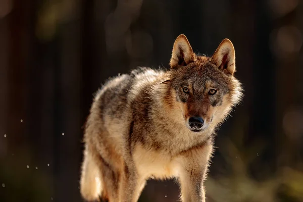 Muž Eurasijský Vlk Canis Lupus Lupus Zasněženém Lese — Stock fotografie