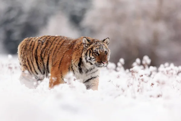 Сибирский Тигр Panthera Tigris Tigris Снежном Лесу — стоковое фото