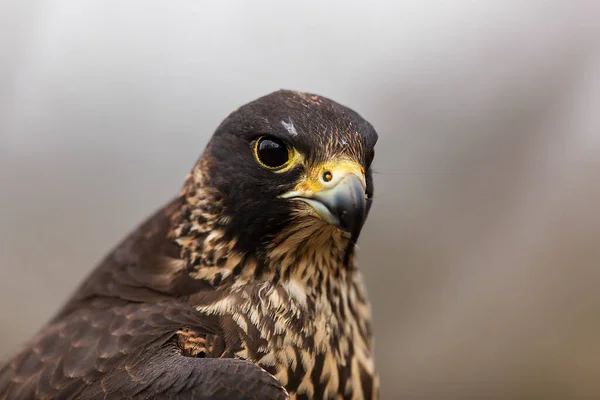 Saker Falcon Portret Bliska — Zdjęcie stockowe