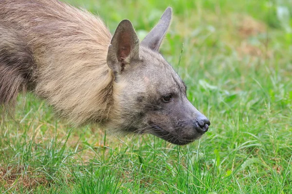 Hnědá Hyena Portrét Divoké Přírodě Denní — Stock fotografie