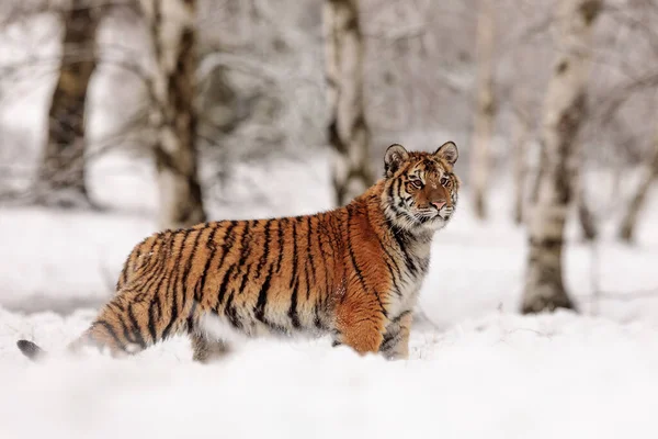 Σιβηρική Τίγρης Panthera Tigris Tigris Στο Χιονισμένο Δάσος — Φωτογραφία Αρχείου