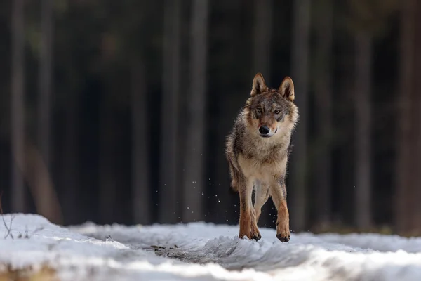 Mannelijke Euraziatische Wolf Canis Lupus Lupus Het Besneeuwde Bos — Stockfoto