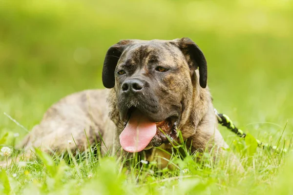 Junger Hund Cane Corso Liegt Park — Stockfoto