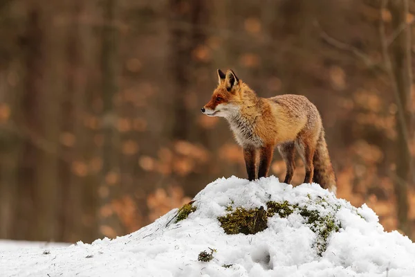 Kızıl tilki, Vulpes vulpes, çölde karda yürüyor.