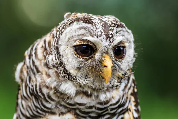 Ufous Legged Owl Close Portrait — 图库照片