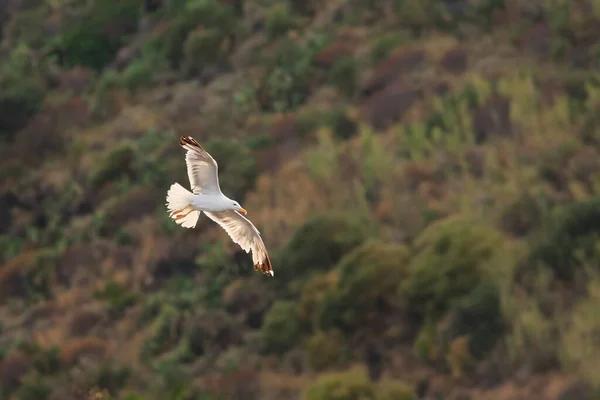 Animal  bird seagull in flight