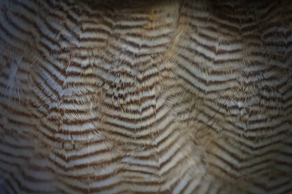 Great Grey Owl Closeup Shot — Stock Photo, Image