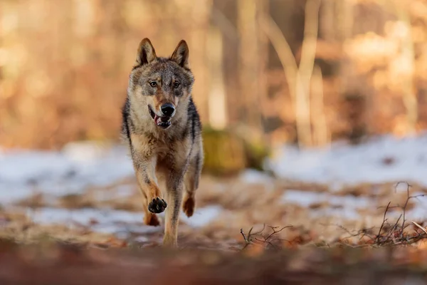 Lobo Gris Canis Lupus Retrato Bosque Invierno Durante Día —  Fotos de Stock