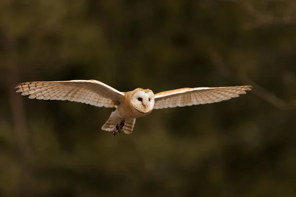 Vogel Fauna Uil Close — Stockfoto