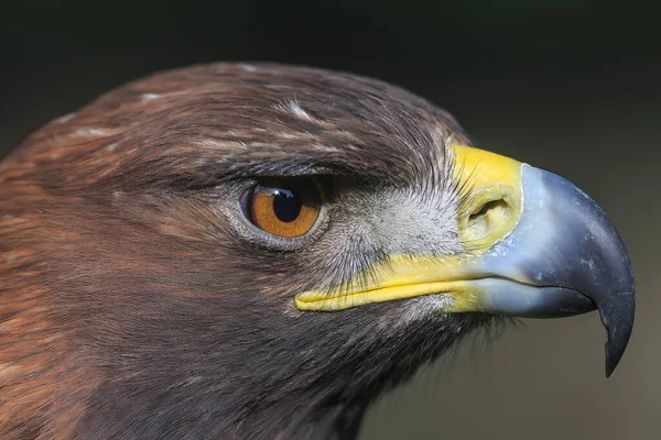 Golden Eagle Closeup Shot Blurred Background — 스톡 사진
