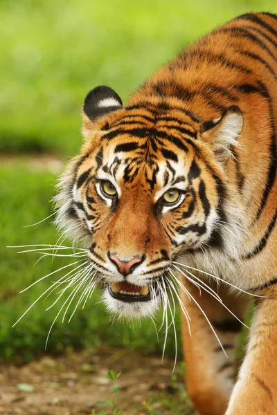 Portrét Dospělého Tygra Zoologické Zahradě Dne — Stock fotografie