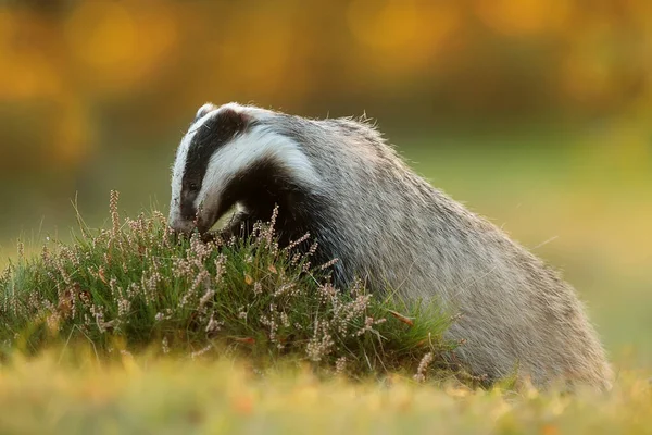 Badger Eropa Dengan Jamur — Stok Foto