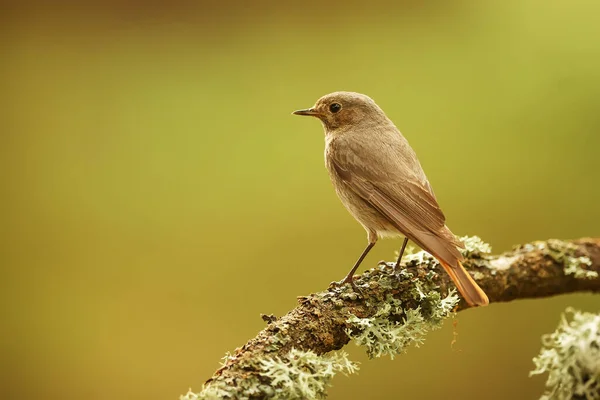 Kleiner Vogel Sitzt Auf Ast — Stockfoto