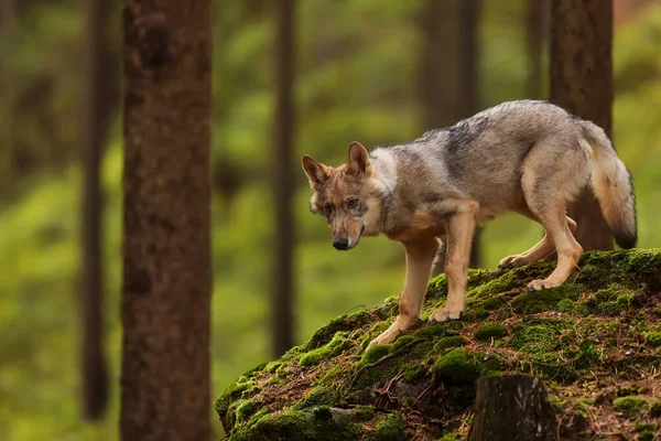 Eurasischer Wolf Mit Herbstlichem Waldhintergrund — Stockfoto