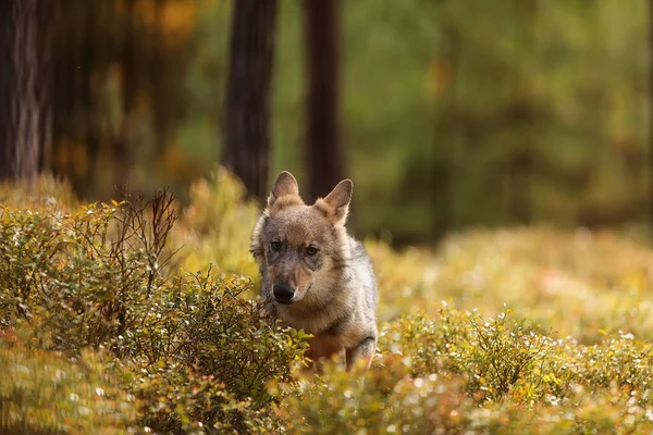 Lobo Euroasiático Con Fondo Bosque Otoñal — Foto de Stock