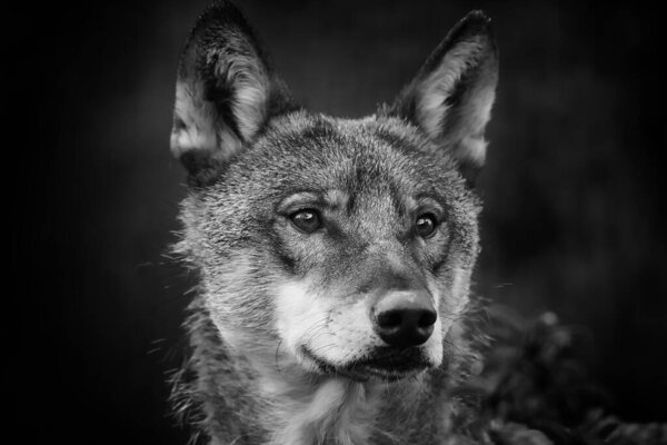 Portrait of wolf walking in forest