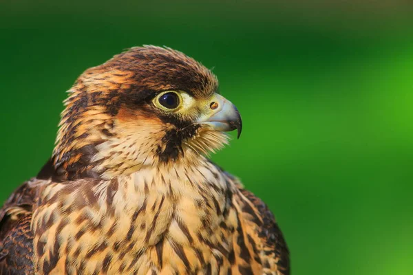 Saker Falcon Close Portret — Stockfoto