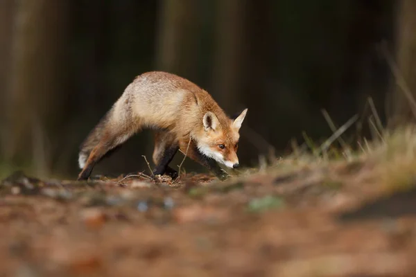 Red Fox Forest Daytime — Photo