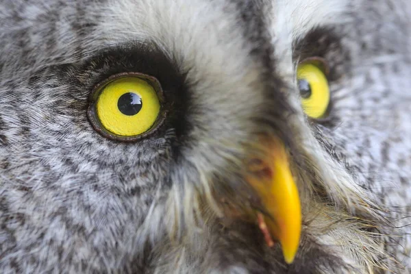 Great Grey Owl Closeup Shot — Stock Photo, Image