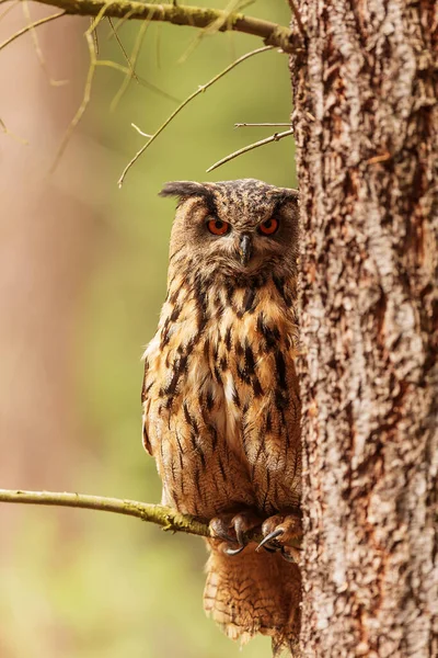 Owl eagle is sitting next to tree