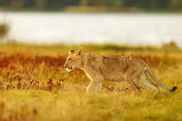 Alone Young Lioness Walking Meadow — Fotografia de Stock