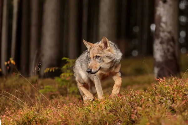秋の森を背景にしたユーラシアオオカミ — ストック写真