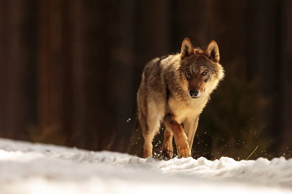 Férfi Eurázsiai Farkas Canis Lupus Lupus Havas Erdőben — Stock Fotó