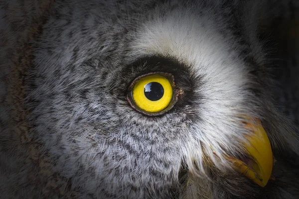 Bra Grey Owl Närbild Skott — Stockfoto